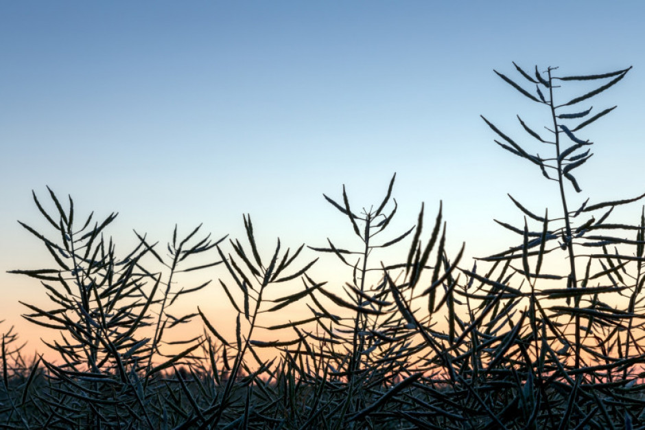 Notowania kontraktów na oleiste; fot. shutterstock.com Wysokie ceny rzepaku na giełdach