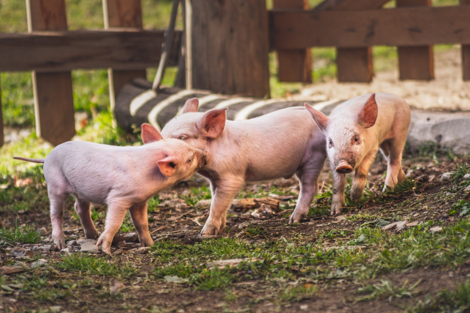 Producenci materiału biologicznego piszą do ministra rolnictwa. fot. Marek Piwnicki on Unsplash Producenci materiału biologicznego piszą do ministra rolnictwa