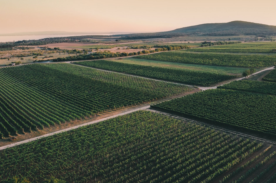 Winnica nad Balatonem. fot. Ukran on Unsplash Na Węgrzech ruszyło winobranie