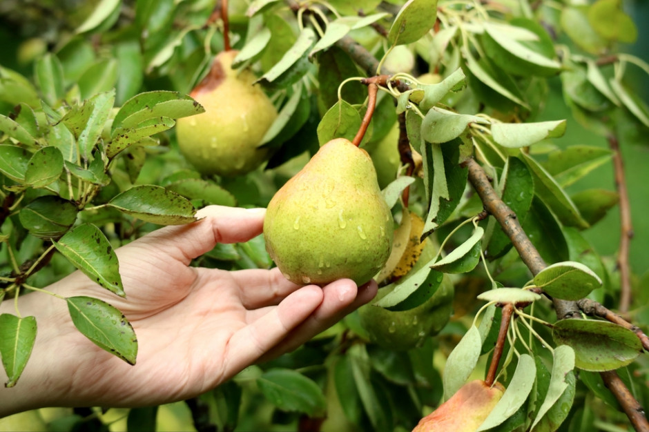 Niższe zbiory zbóż, owoców i warzyw w Niemczech; fot. shutterstock.com Niemcy: słabsze zbiory zbóż, owoców i warzyw. To przez pogodę