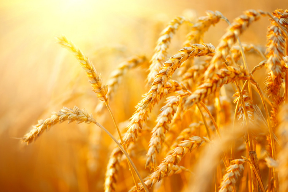 fot. shutterstock Sytuacja na rynku zbóż coraz bardziej napięta