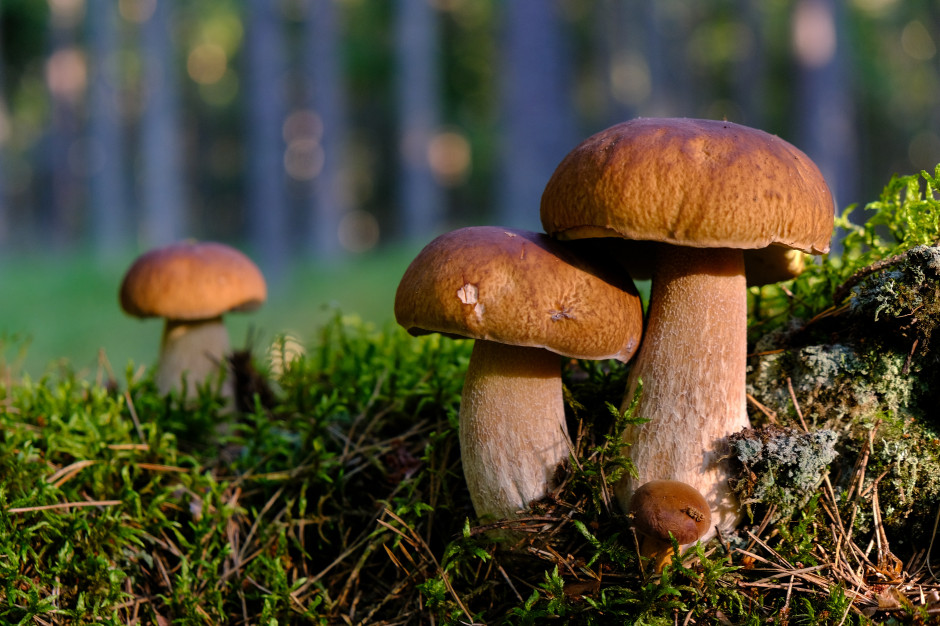 Przeciętny Polak rozpoznaje około 15 gatunków grzybów