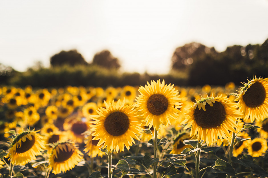 KSG Agro planuje zakończyć zbiór słonecznika na Ukrainie do 10 października; fot. unsplash Plony słonecznika na Ukrainie wyższe niż przed rokiem