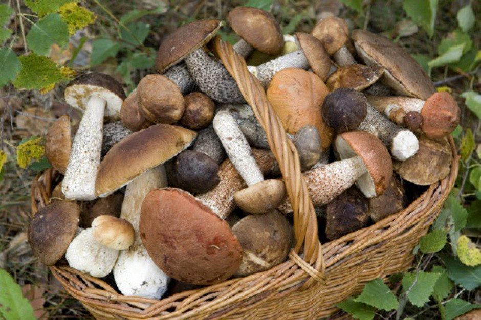 Zbiory grzybów w polskich lasach szacuje się średnio na ok. 100 tys. ton rocznie, zaś ich rynkowa, szacunkowa wartość to ok. 700 mln z / fot. shutterstock W Polsce zbiera się rocznie ok. 100 tys. ton grzybów