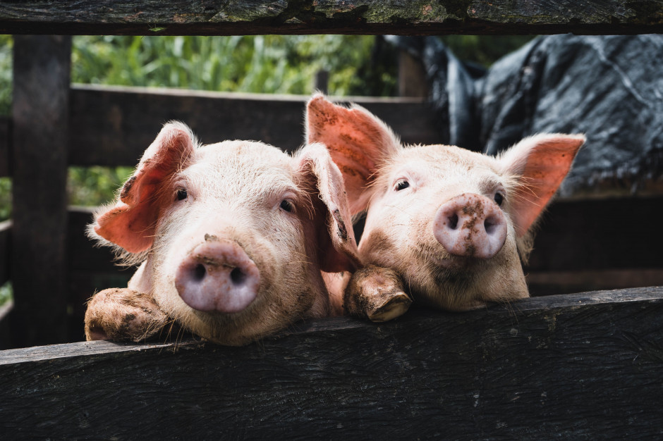 14. ognisko Afrykańskiego Pomoru Świń (ASF); fot. unsplash.com Warmińsko-mazurskie: 14. ognisko ASF
