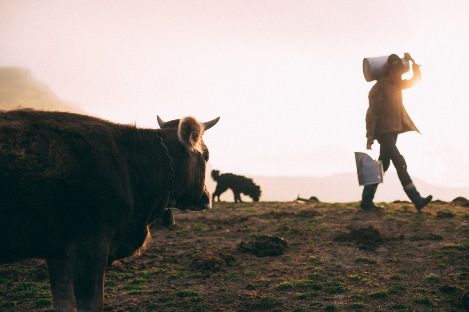 Jak mleczarstwo może przetrwać kolejne kryzysy /fot. Unsplash Jak mleczarstwo może przetrwać kolejne kryzysy?