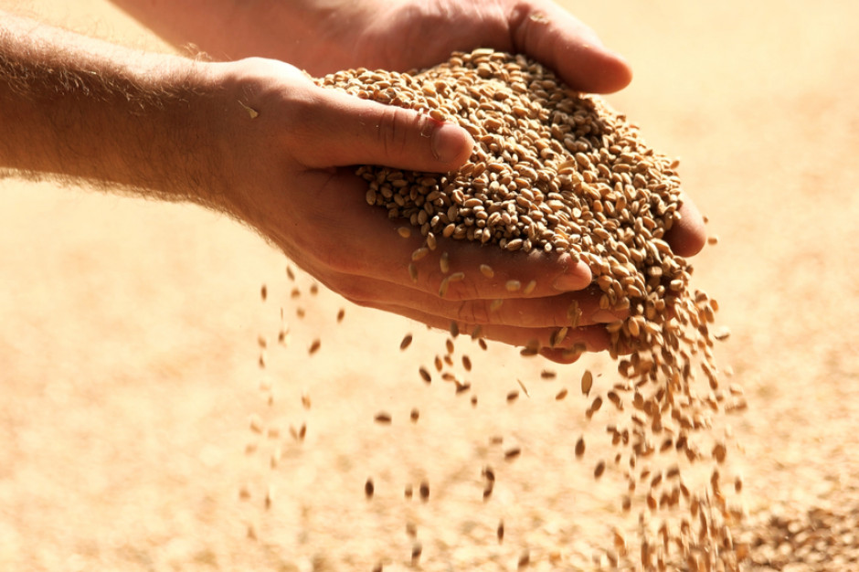Ceny zbóż szybko nie spadną; fot. shutterstock Światowa produkcja zbóż nie nadąża za popytem