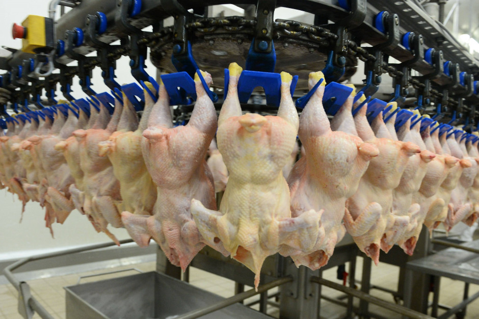 Zbyt szybka odbudowa produkcji drobiarskiej może być groźna? fot. PAP/AA/Abaca Ekspert: Zbyt szybka odbudowa produkcji drobiarskiej może być groźna