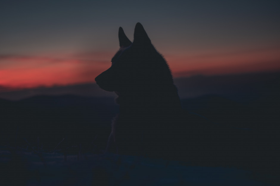 Wilki polują na dziki; fot. unsplash.com Wilki mogą być pomocne w ograniczaniu ASF