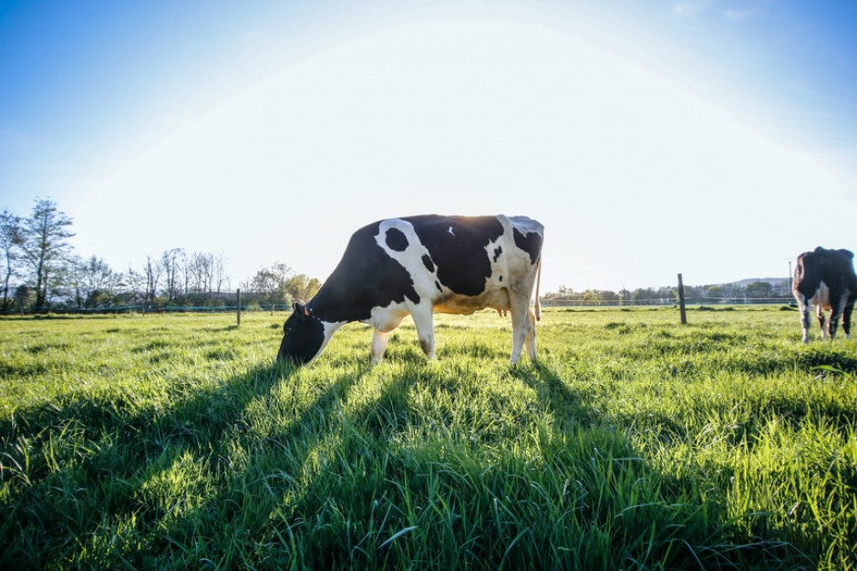 Hodowcy bydła i producenci mleka obawiają się Europejskiego Zielonego Ładu; fot. unsplash.com Mleczarze apelują o zachowanie równowagi między ekologią a ekonomią