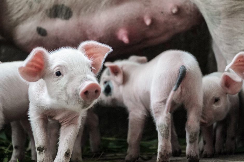 AGROunia z prosiakami pod resortem rolnictwa; fot. unsplash.com AGROunia: działacze chcieli wejść z prosiakami do Ministerstwa Rolnictwa