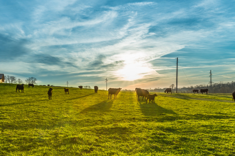 Zwiększyła się regionalizacja produkcji zwierzęcej, fot. shutterstock Rolnictwo: Zwiększyła się regionalizacja produkcji zwierzęcej