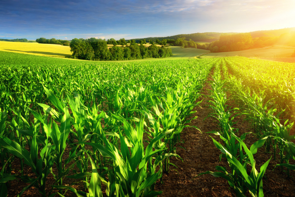 Wzrost cen nawozów wyhamowany, fot. shutterstock Nawozy: udało się wyhamować wzrost cen