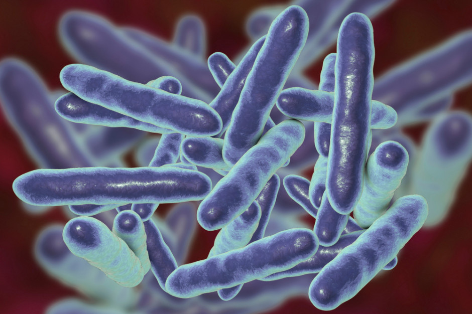 Identyfikacja bakterii lactobacillus; fot. shutterstock.com Porównanie metod identyfikacji bakterii lactobacillus