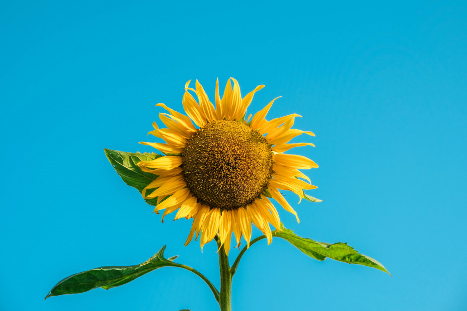 Akcjonariusze nie sprzedali akcji spółki; fot. unsplash.com Kernel: nikt nie sprzedał akcji w odpowiedzi na zaproszenie spółki