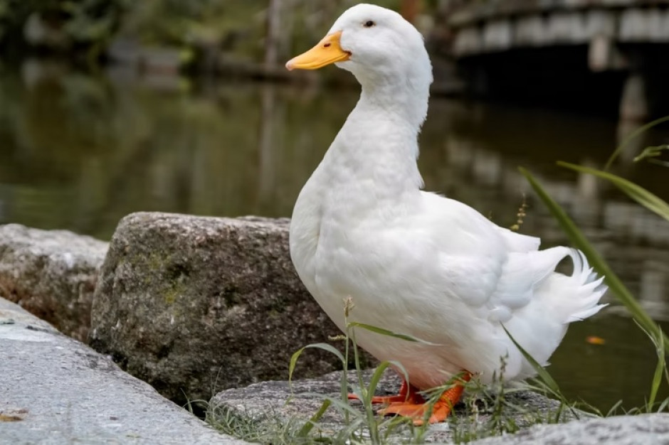 Obecnie w kraju potwierdzonych jest 15 ognisk grypy ptaków/ fot. Unsplash Inspektorat weterynarii prosi o zgłaszanie martwych ptaków