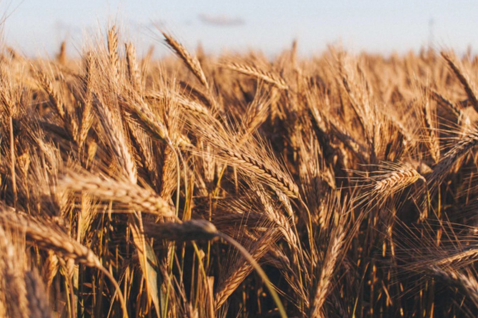 fot. unsplash Ceny pszenicy na giełdach nadal rosną