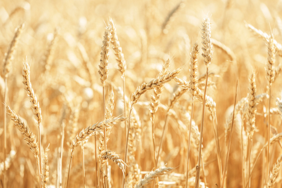 Rosja planuje nowe limity eksportu pszenicy