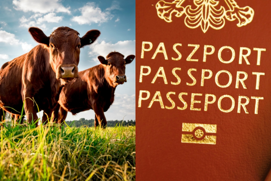 Rusza paszportyzacja mięsa i mleka. Na razie pilotażowo