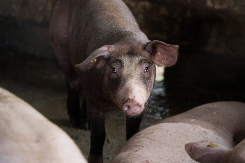 Oskarżenie w zw. uśmiercenia 223 świń w fermie w Przybkowie