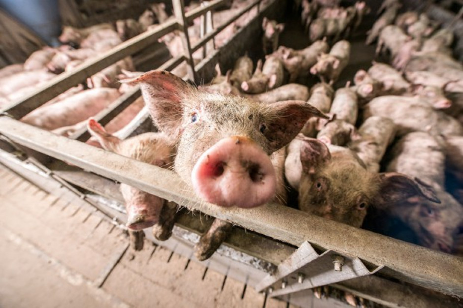W 2021 roku kolejni rolnicy rezygnowali z chowu świń