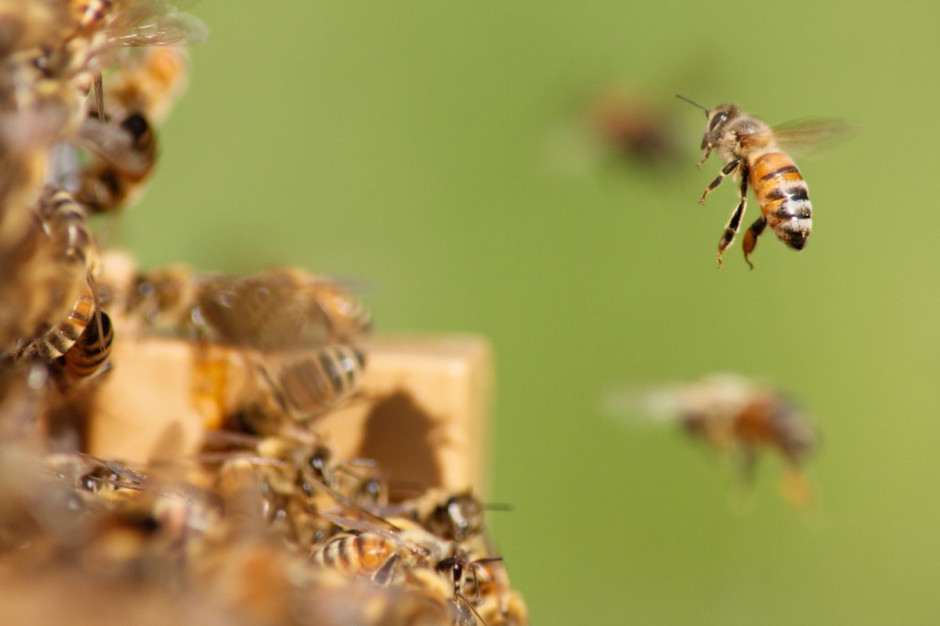 Umorzono śledztwo ws. masowego zatrucia pszczół