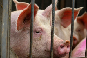 UE zakaże eksportu żywych zwierząt? Aktywiści zwiększają presję