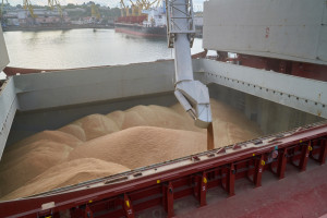 Eksport zbóż: Jakie ceny oferują eksporterzy?