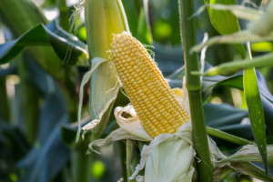 Na Podkarpaciu zmarł 41-latek przysypany przez ziarna kukurydzy
