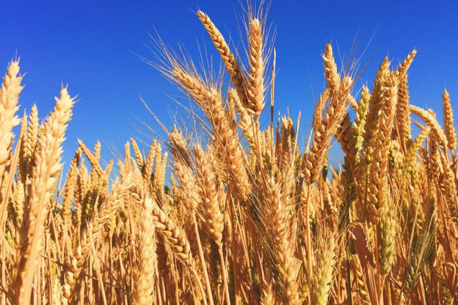 Rośnie produkcja zbóż na świecie, rekordowe ceny ziarna