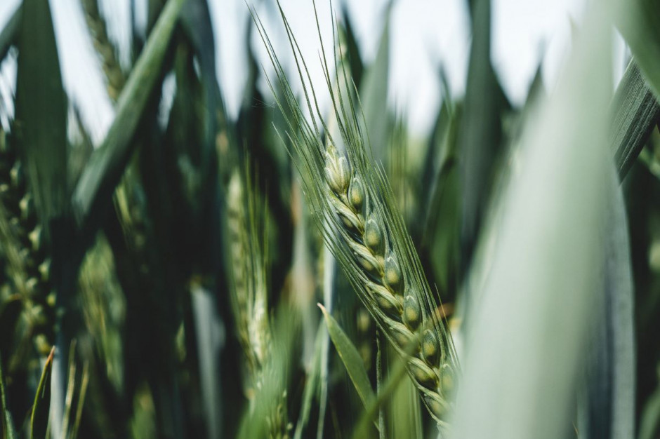 Aż 33 nowe odmiany zbóż zarejestrowane w spółkach podległych KOWR w ciągu 2 lat