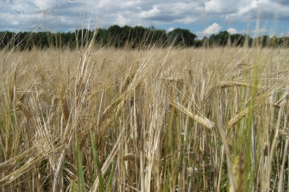 Izby Rolnicze: na razie pogoda sprzyja zasiewom zbóż