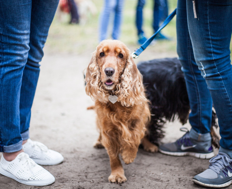Veganská strava může prospívat psům