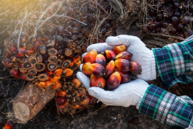 Indonezja wstrzymuje eksport oleju palmowego, ceny wzrosną