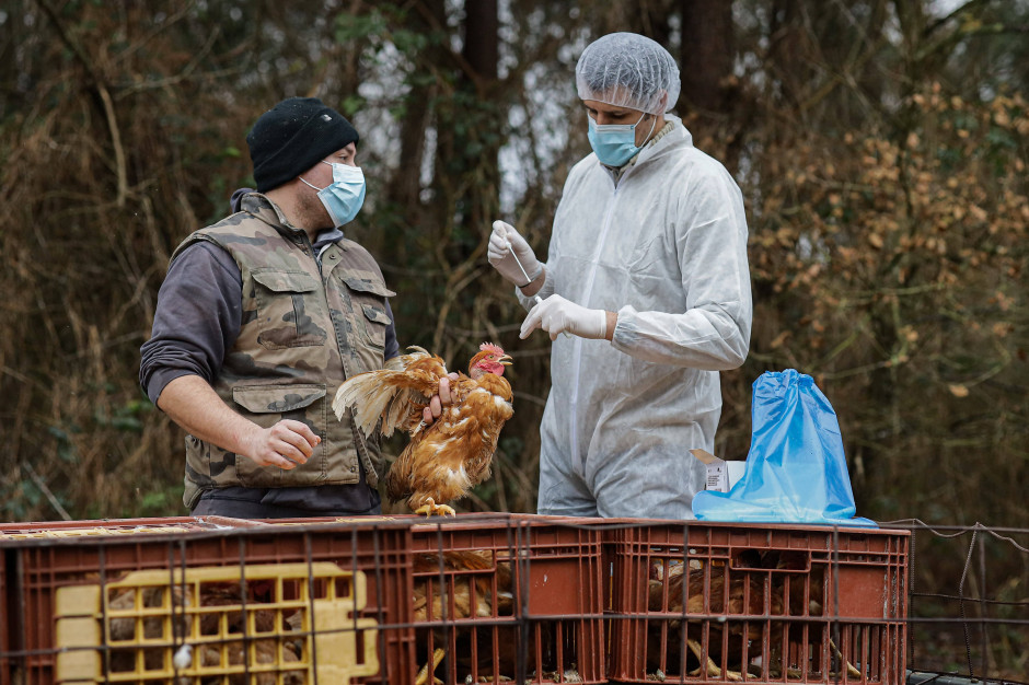 Duży producent drobiu walczy z grypą ptaków. Rekordowe straty