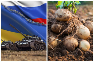 Wojna w Ukrainie: Czy w Rosji zabraknie ziemniaków?