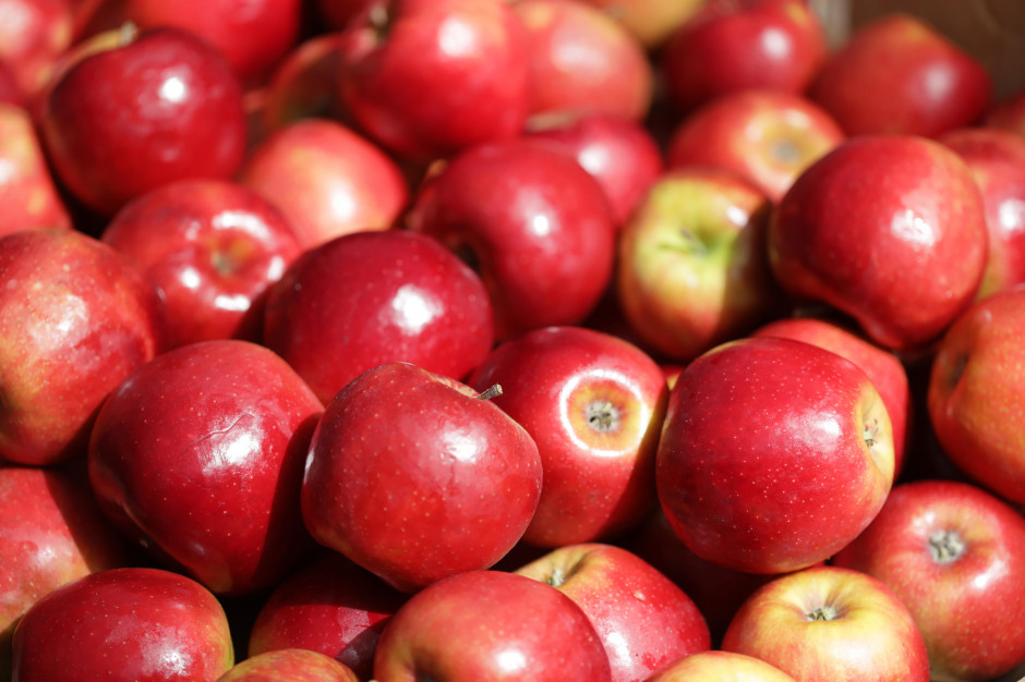 Potrzeba nowych rynków zbytu dla polskich jabłek. Szansą Afryka?