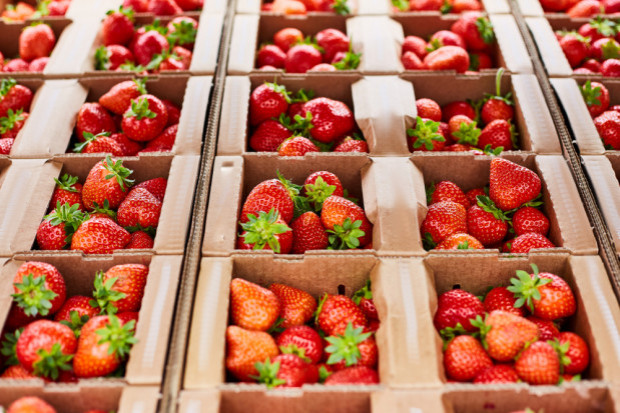 Truskawki 2022: Ceny truskawek spadają w szybkim tempie