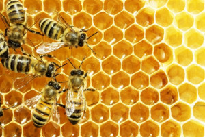 Start up stworzył inteligentne ule, które ratują pszczoły