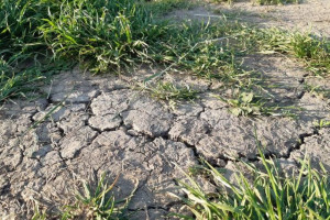 Susza rolnicza: Niedobór wody dotknął zboża jare i truskawki