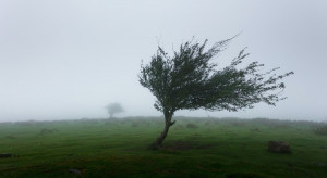 IMGW: wichury i burze na północy; wiatr może wyrywać drzewa