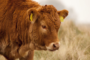Z gospodarstwa rolnego uciekło stado byków rasy mięsnej