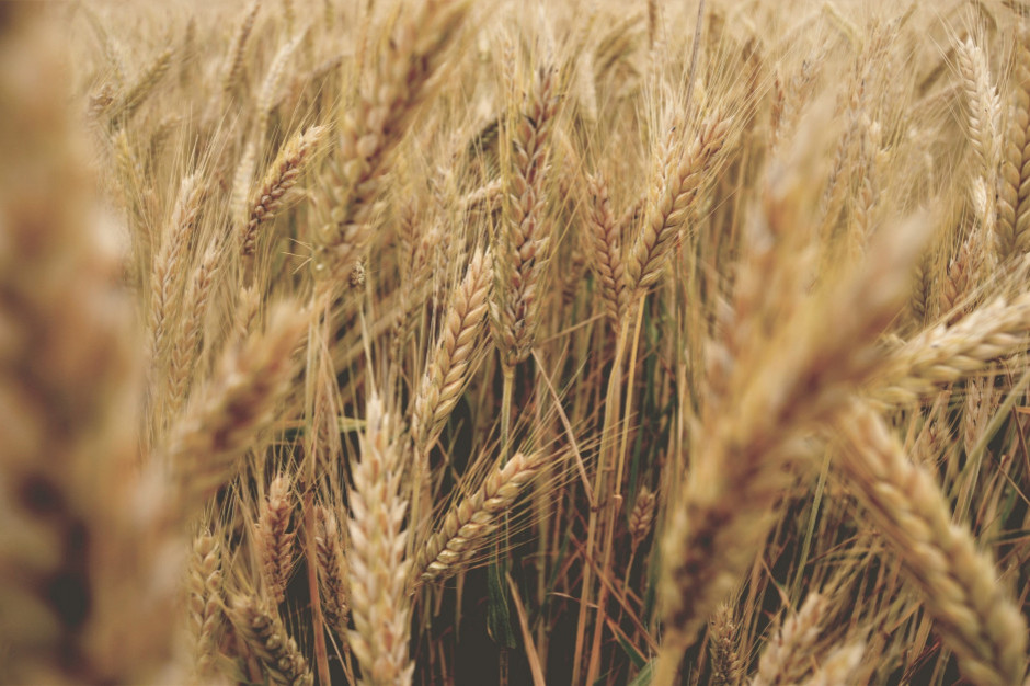 Produkcja pszenicy na Ukrainie spadnie o 40 proc.