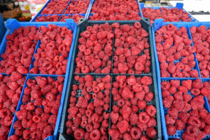 Ceny malin 2022. Ile kosztuje kilogram owoców?