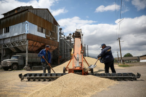 Miliony ton zboża i kukurydzy zalegają w Ukrainie