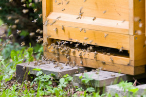 Pszczelarze stracili 80 tys. zł. Ukradziono pszczoły, ule i miód