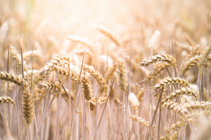Ceny zbóż: Ostatnie dni przyniosły wzrost podaży ziarna