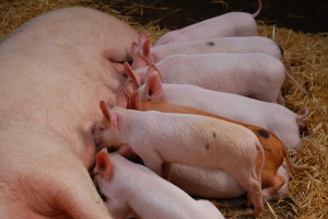 Do 15 lipca będzie można składać wnioski o wsparcie dla producentów świń