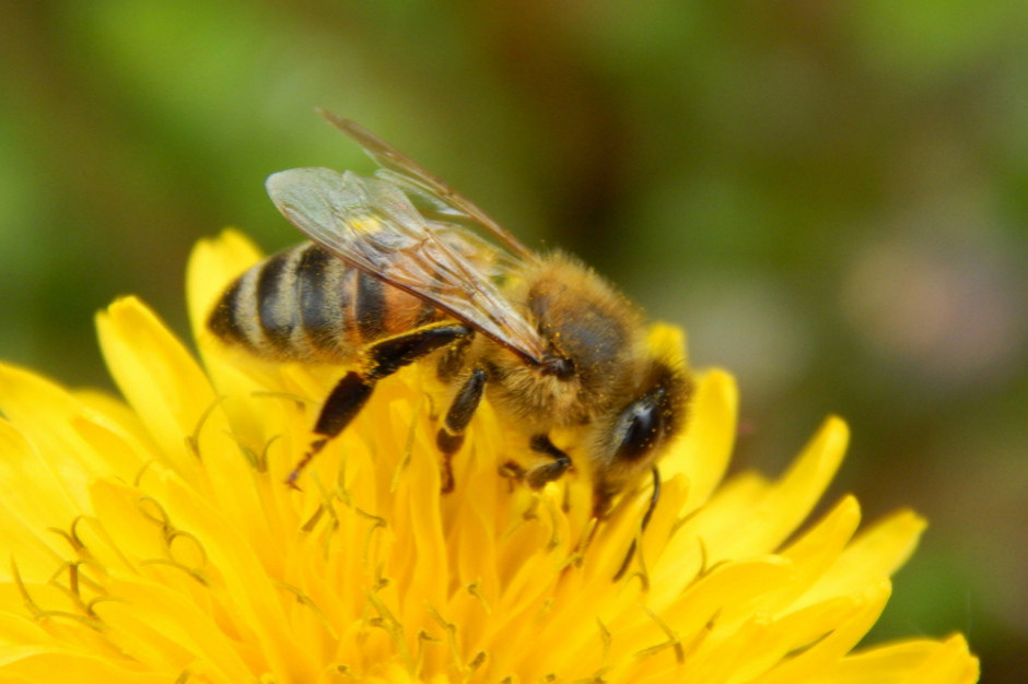 Pszczołom w Polsce brakuje naturalnego pożywienia
