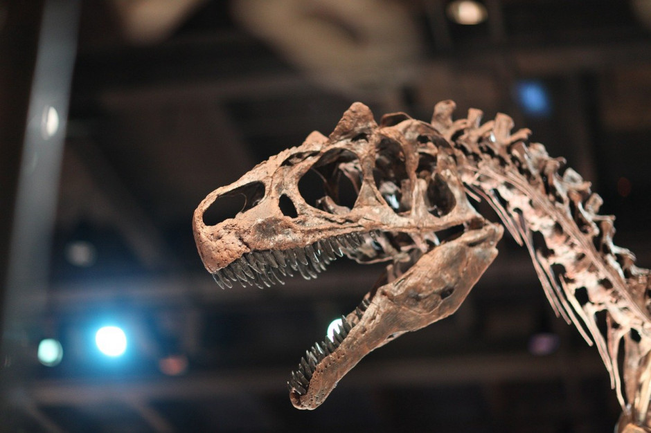 W jednej z chińskich restauracji kelner odnalazł ślady stóp dinozaurów/ fot. albertr, Pixabay Kelner wypatrzył w restauracji ślady stóp dinozaurów sprzed 100 milionów lat